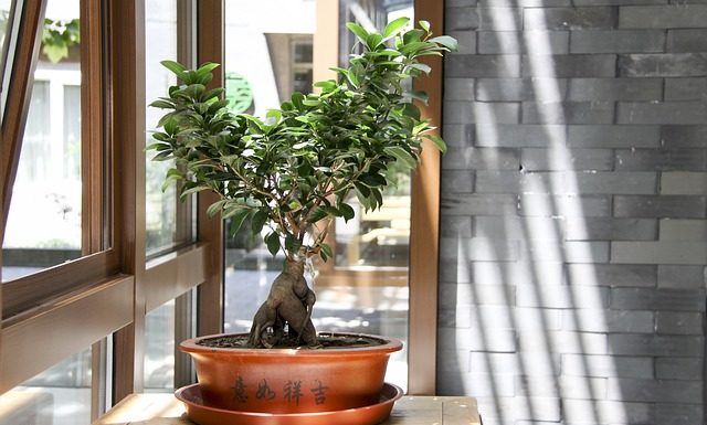 Jak dbać o drzewko bonsai - porady dla początkujących