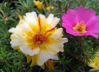 Jak obtoczyć kalafiora w bułce tartej?